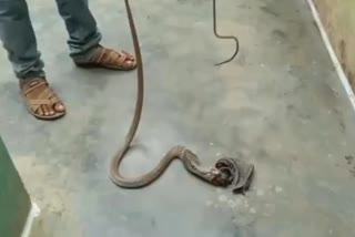 Cobra accidently eats an innerwear