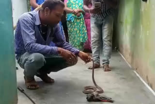 Cobra eats innerwear in Karnatka