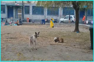 Fear of Stray Dogs in Anantnag