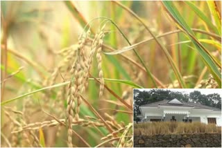 Cultivation of rice  Cultivation of rice in courtyard at Kottayam  Cultivation of rice in courtyard  അലങ്കാരത്തിന് വിതച്ച നെല്ല് വിളഞ്ഞത് നൂറുമേനി  കോട്ടയം  നെൽ കൃഷി  നെല്ല്