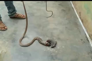 Cobra eating underwear at chamarajanagar