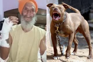 Pit Bull Dog Attack Punjab