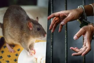 rajasthan rat theft issue