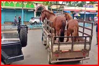 rescues-horses-from-sivasagar