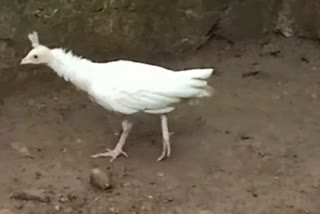 White peacock in kanan pendari zoo