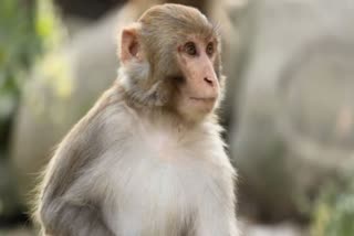 Monkey population decreased in Himachal