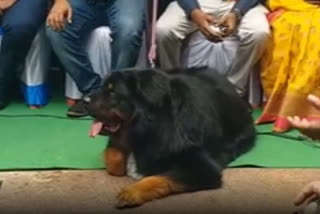 Karnataka: Tibetan Mastiff showcased in dog show held in Shivamogga