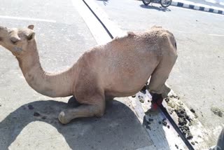 Camel trapped in gap of Gainta Makhida bridge