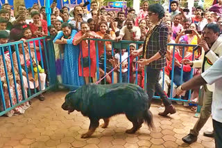 pet-dog-is-rs-10-crore