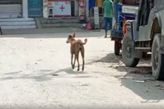 आवार कुत्तों का आतंक