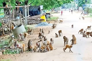 కోతులు తీసిన ప్రాణం.. నీటమునిగి ఇద్దరు బాలుర దుర్మరణం