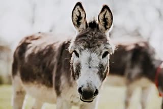 Pakistan to export Donkey to China