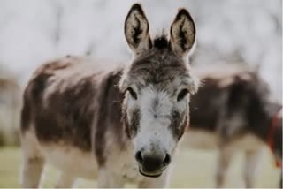 China to import donkeys from Pakistan  പാക്കിസ്ഥാന് ആശ്വാസമായി കഴുതകള്‍  പാക്കിസ്ഥാന്‍ അടവ് ശിഷ്‌ട പ്രതിസന്ധി  Pakistan export of donkeys  Pakistan china trade  balance of payment crisis  കഴുതകളെ ആവശ്യമുണ്ടെന്ന് ചൈന  പാക്കിസ്ഥാന്‍ കഴുതളെ കയറ്റിഅയക്കുന്നത്  പാക്കിസ്ഥാന്‍ ചൈന വ്യാപാരം  പാക്കിസ്ഥാന്‍ സാമ്പത്തിക പ്രതിസന്ധി  pakistan economic crisis