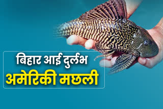 suckermouth catfish found in bihar