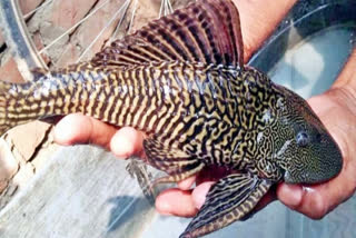 Suckermouth Catfish found in Bihar's Bagaha