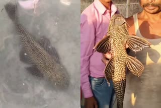 Americas sucker mouth catfish found again in Bihar  sucker mouth catfish  sucker mouth catfish in Bihar Champaran  സക്കർ മൗത്ത് ക്യാറ്റ്ഫിഷ്  സക്കർ മൗത്ത് ക്യാറ്റ്ഫിഷിനെ ബിഹാറിൽ കണ്ടെത്തി  മാംസഭോജിയായ സക്കർ മൗത്ത് ക്യാറ്റ് ഫിഷ്  ആമസോൺ നദി  ആമസോൺ നദിയിലെ സക്കർ മൗത്ത് ക്യാറ്റ് ഫിഷ് ഇന്ത്യയിൽ