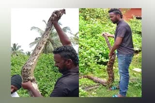 Python That Swallowed Dog at Karwar