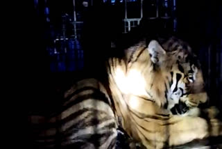 munnar tiger trapped updation  munnar tiger trapped  munnar tiger  tiger trapped  കടുവയുടെ കണ്ണിന് തിമിരം  വനംവകുപ്പ് കടുവ  കടുവയെ പിടികൂടി  കടുവയെ കാട്ടിൽ തുറന്നുവിടില്ലെന്ന് വനംവകുപ്പ്  കടുവ പ്രാഥമിക പരിശോധന  മൂന്നാറിൽ കെണിയിൽ കുടുങ്ങിയ കടുവ  കെണിയിൽ കുടുങ്ങി കടുവ