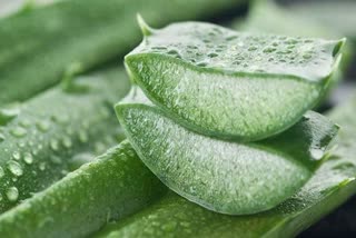 Aloe Vera Juice Benefits: ଆଲୋଭେରା ଜୁସ୍‌ରେ ରହିଛି ଏହିସବୁ ସ୍ବାସ୍ଥ୍ୟ ଉପଶମକାରୀ ଗୁଣ