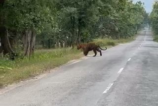 tiger crossing road
