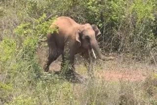 Elderly dies in elephant attack in Banswara forest