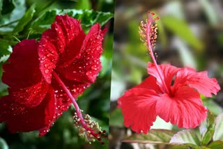 Health and beauty benefits of hibiscus flower