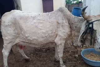 lumpy disease in Rajasthan