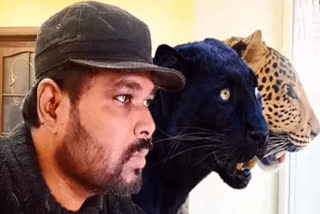 Andhra doctor appeals to India to rescue his pet jaguar from Ukraine  വളര്‍ത്ത് കടുവയെ രക്ഷിക്കണമെന്ന്  കടുവയേയും കരിമ്പുലിയേയും  കടുവയെ വളര്‍ത്തുന്നവര്‍  യുക്രൈന്‍ റഷ്യ യുദ്ധം  rearing tiger  rearing Panther  Dr Gidikumar Patil  കടുവയെ വളര്‍ത്തുന്ന ഗിഡികുമാര്‍