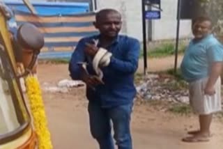 Drunken man wrapped cobra around his hand