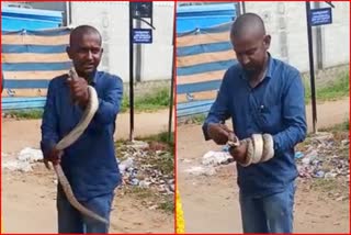 Drunken man wrapped cobra around his hand