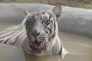 CM Yogi feeds leopard cub, releases tiger in Gorakhpur zoo