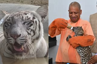 cm-yogi-feeds leopard