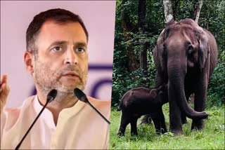 rahul-gandhi-writes-to-cm-bommai-seeking-treatment-for-injured-elephant-calf