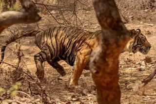 A tiger in Valmiki forest reserve