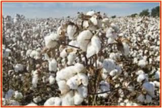 Cotton Stolen in Dhule