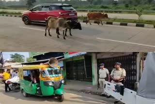 Police initiative to prevent road accidents due to cattle in Dhanbad