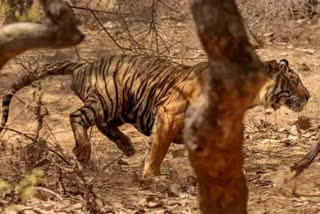 Elusive man eater tiger kills girl at a village close to Valmiki Reserve Forest in Bihar