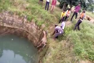 shivpuri cow rescue