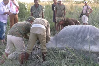 Rhinoceros died in Orang National Park