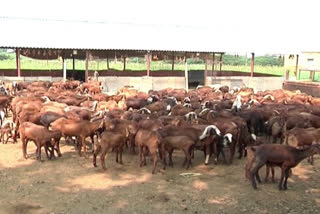 sheep distribution scheme