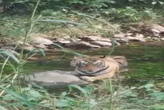 Tiger tigress spotted in Sariska