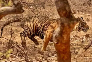 Bihar: Man-eater tiger claims its second victim in two days