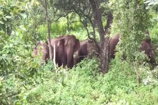 group of elephants reached Khadgwan range