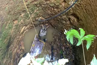 Leopard fall into well in wayanad  വയനാട്ടില്‍ വീട്ടുമുറ്റത്തെ പറമ്പില്‍ പുലി വീണു  പുലി  വയനാട്ടില്‍ പുലി കിണറ്റില്‍ വീണു  വയനാട് വാര്‍ത്തകള്‍  വന്യമൃഗ ശല്യം രൂക്ഷം  വയനാട് ജില്ല വാര്‍ത്തകള്‍  kerala news updates