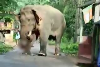 Elephant Attack