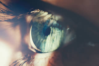 Adult brain has ability to recover vision: New research