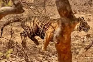 Man eater tiger in bihar  West Champaran tiger  Man eater tiger kills two people in two days  ജനവാസമേഖലയിൽ പരിഭ്രാന്തി സൃഷ്‌ടിച്ച് കടുവ  ജനവാസ മേഖലയിൽ കടുവ  ബിഹാർ കടുവ കൊലപ്പെടുത്തി  വാൽമീകി കടുവ സങ്കേതം  കടുവ  വനംവകുപ്പ്  വനംവകുപ്പ് കടുവയെ പിടികൂടാൻ ശ്രമം  Valmiki Tiger Reserve