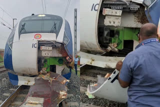 mumbai-ahemdabad-vande-bharat-train-accident-fir-lodged-against-buffaloes-owners