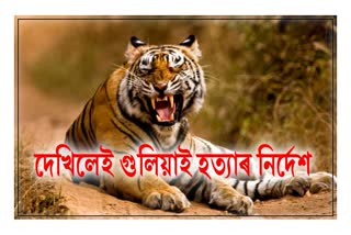 Man-eater tiger claims its second victim in two days