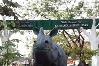 kaziranga national park open